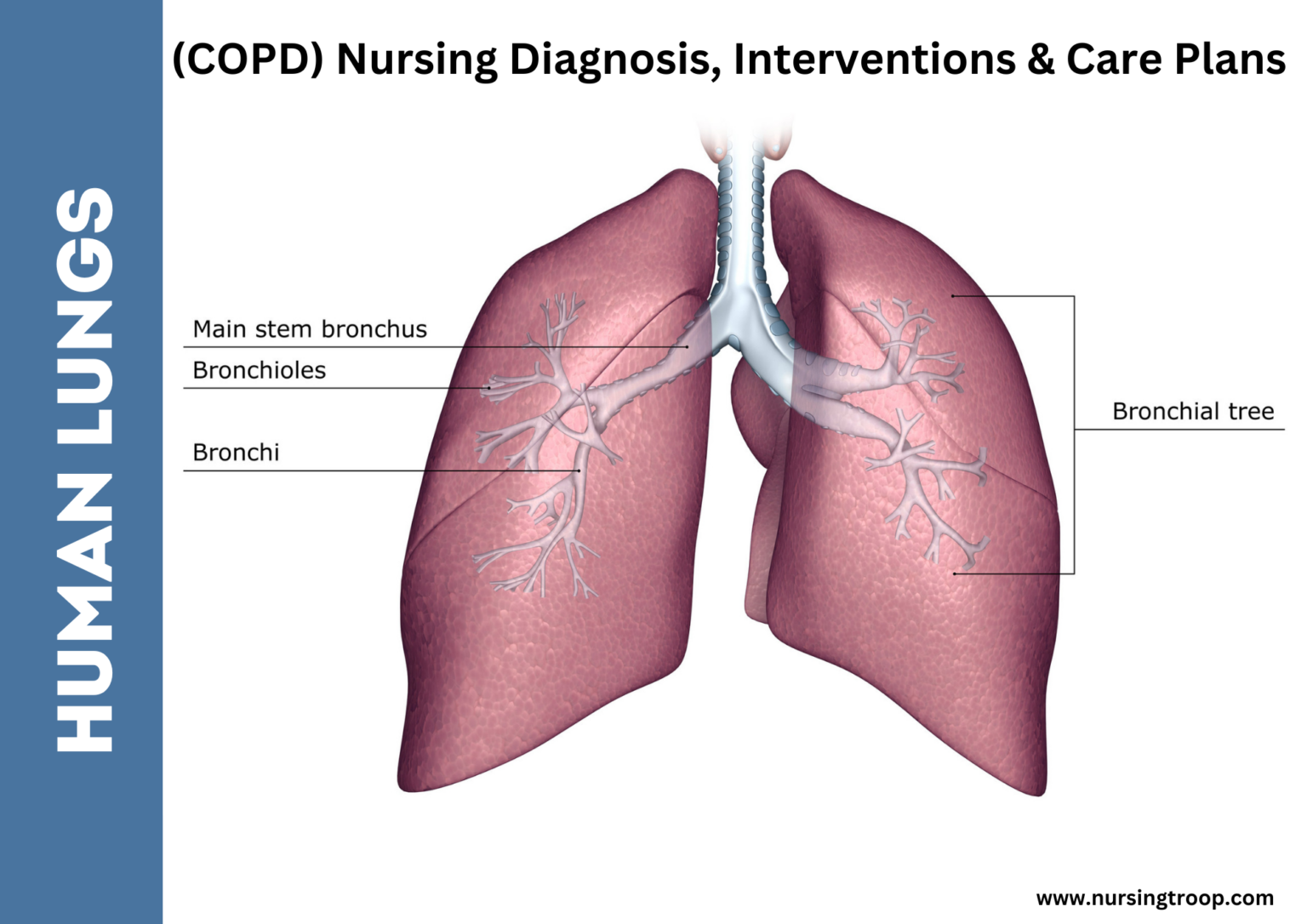 (COPD) Nursing Diagnosis, Interventions & Care Plans NursingTroop